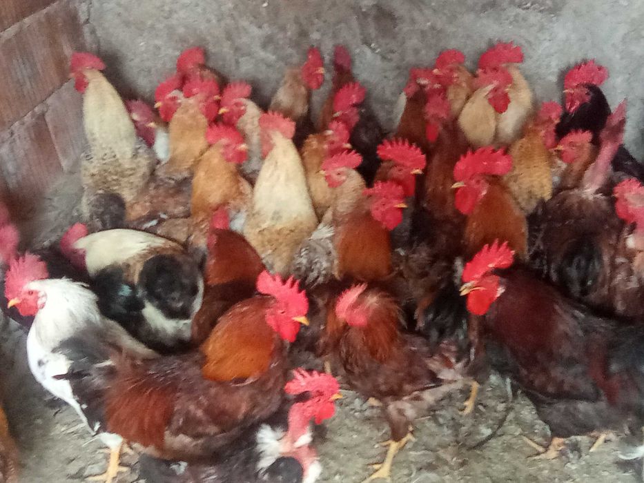 Vând găini, cocoși, curci.