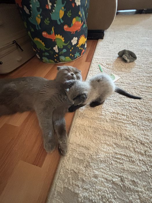 Шотландский вислоухлий