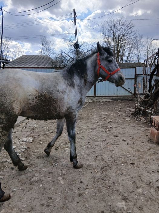 Vând mânză de 10 luni