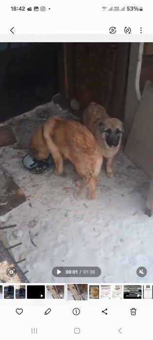 Щенки им по 6 месяцев