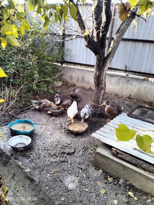 Продам уток 7 штук