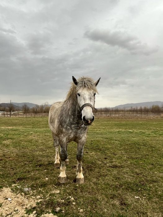 Armăsar de vânzare sau monta