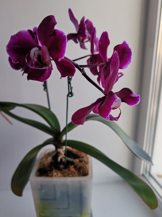 Орхидея фаленопсис