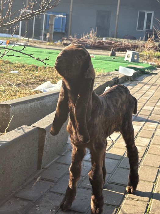 Камори козлик!!!