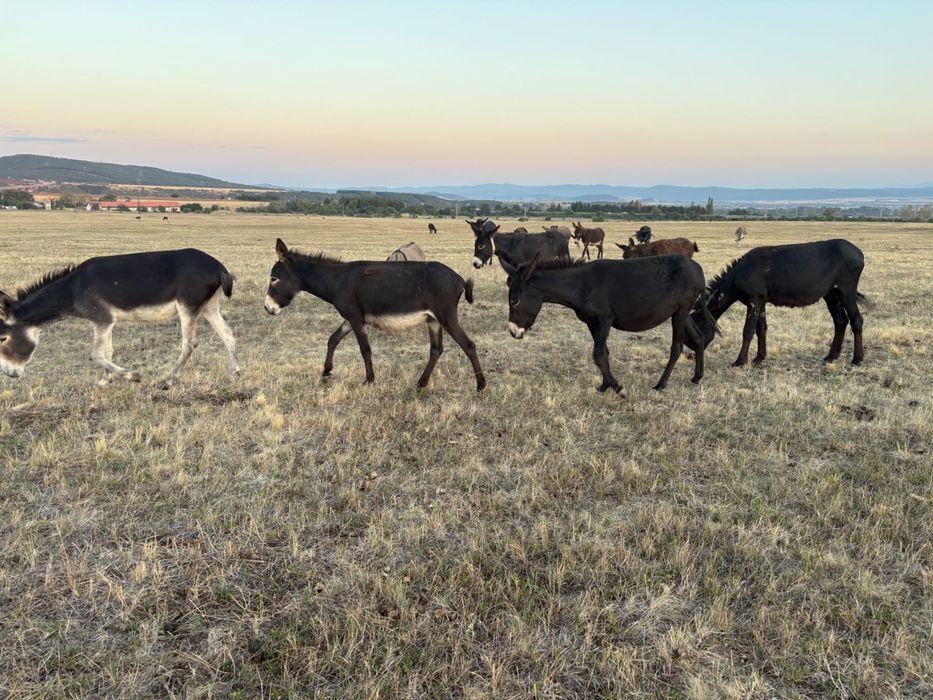 Продавам бременни магарици