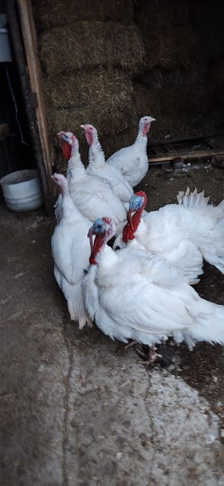 Curcani de casa crescuti la curte