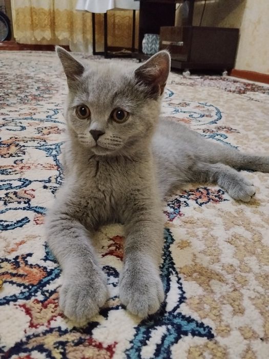 Британские котята