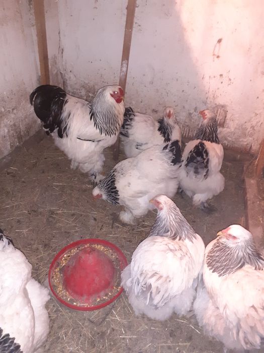 Ouă brahma herminat deschis