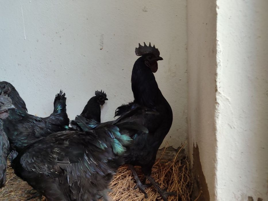 Ухейли юй uxeyli yuy