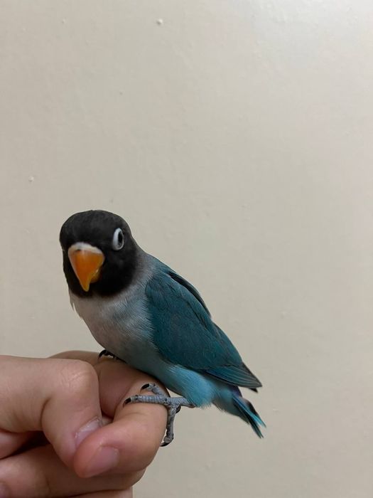 Ruchnoy nerazluchnik maska