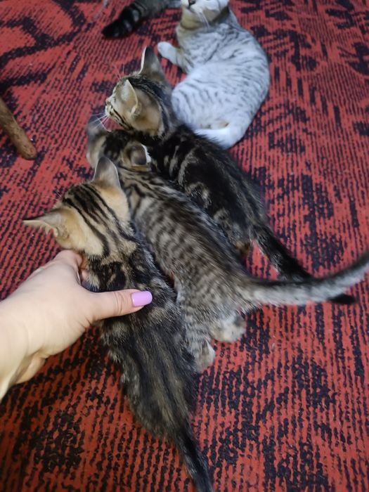 Отдам котят 2 мальчика 2 девочки