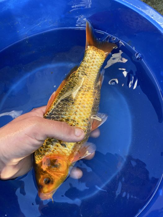 Crapi koi voalati preturi mici