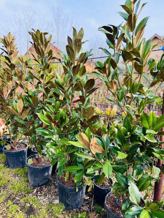 Magnolie grandiflora  copac + tufa