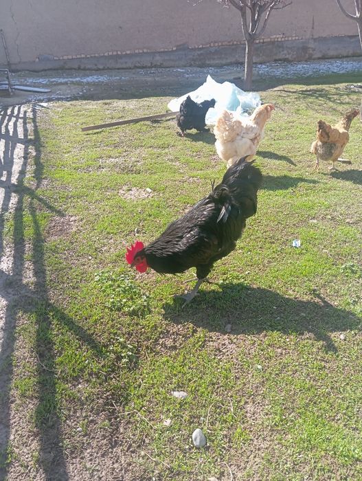 Xoroz tovuqlar sotiladi hammasi sogʻlom tuxumga kirvotti