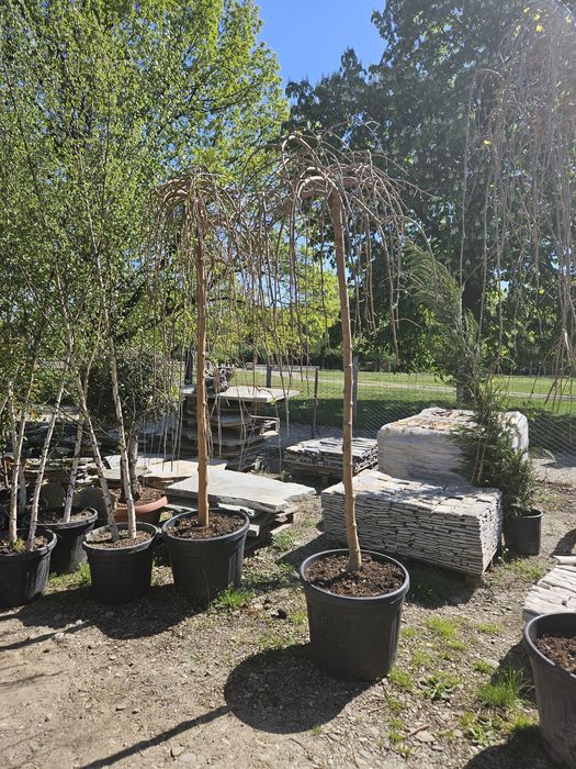 Mesteacan  betula pendula copaci