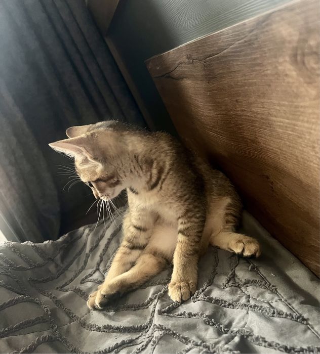 Дерзкие котята Чаузи