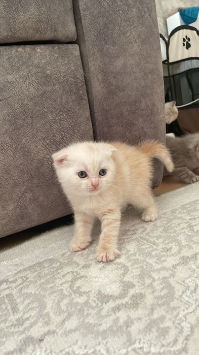 Продам котят шотландских