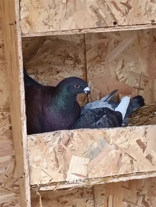 De vânzare trei perechi