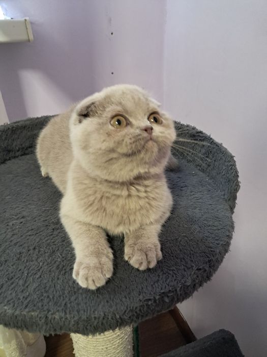 Шотланский скотиш фолд