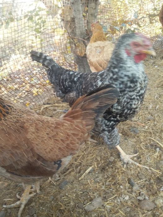 Joydori xonagi tavuqlar sotiladi 13ta