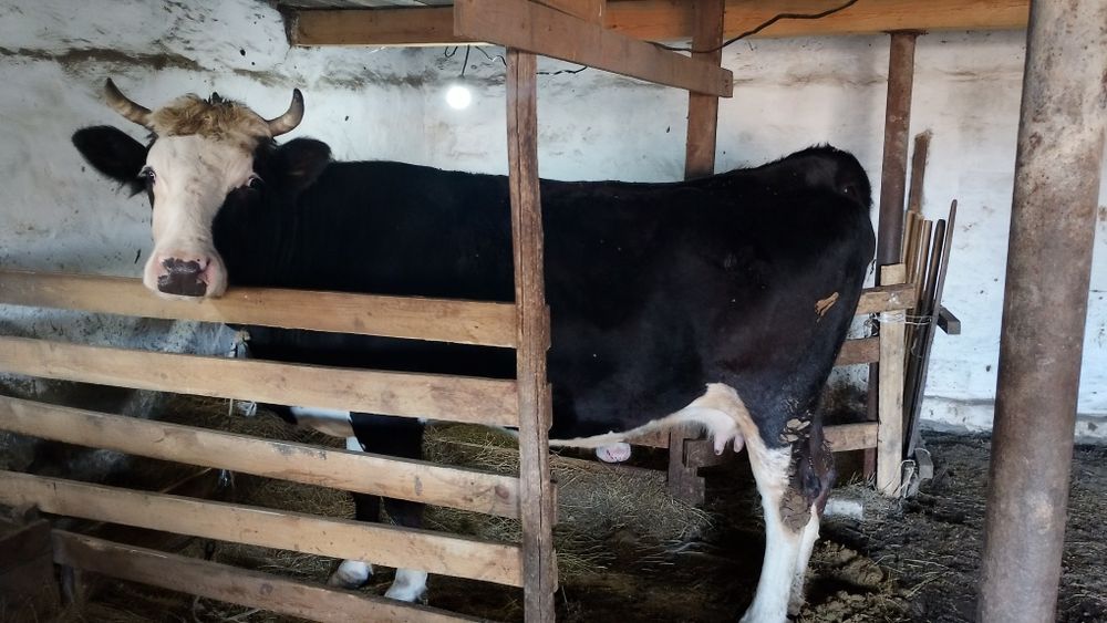 Продам корову на откорме