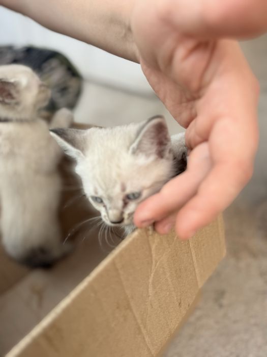 Котята в добрые руки
