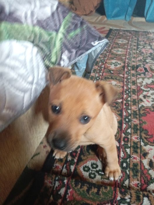 Метисы питбуля и дворняги