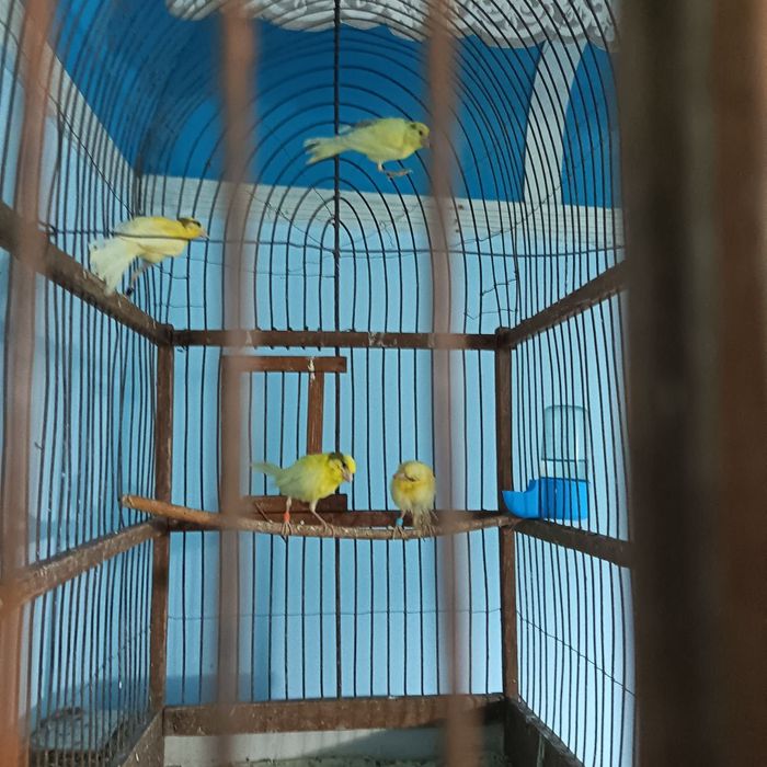 Kanareka pashti 2 oylik