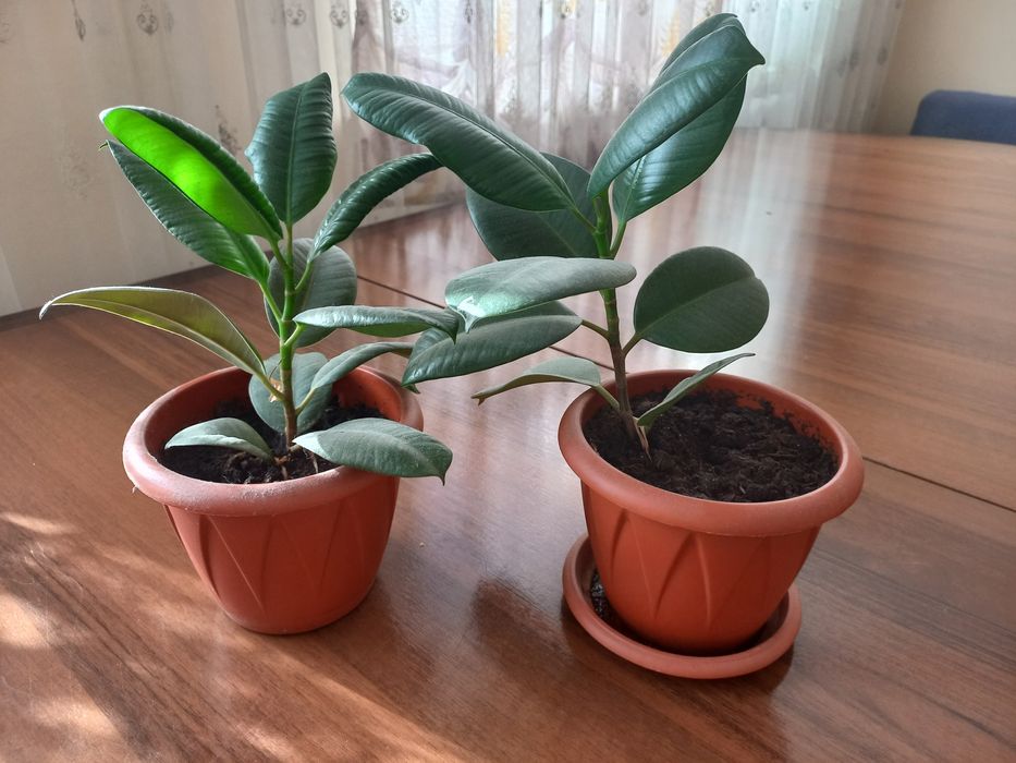 Молодой фикус 1шт 3000