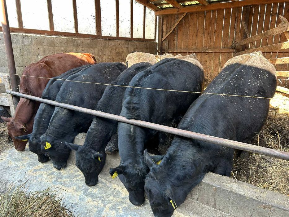 Vand 11 vitei, 4 baltata romaneasca, 11 angus