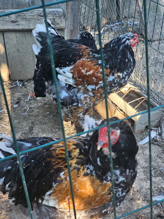 Tineret brahma porțelan