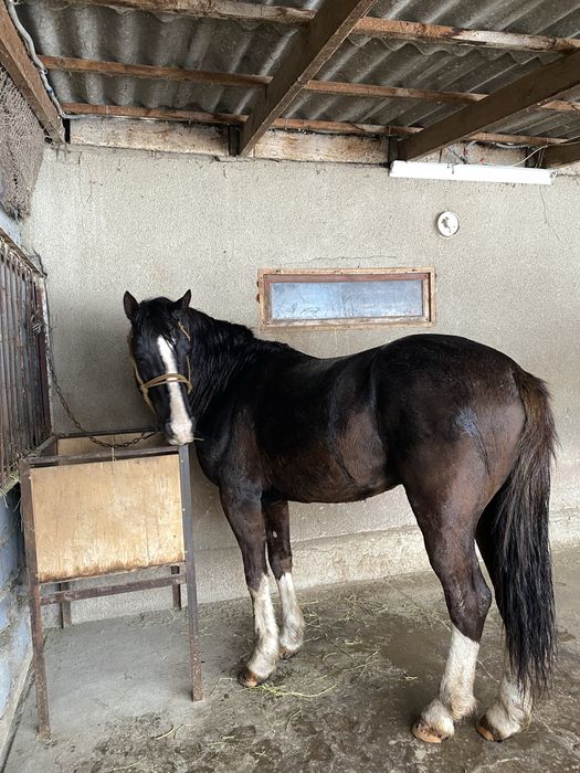 Айғыр сатылады!!