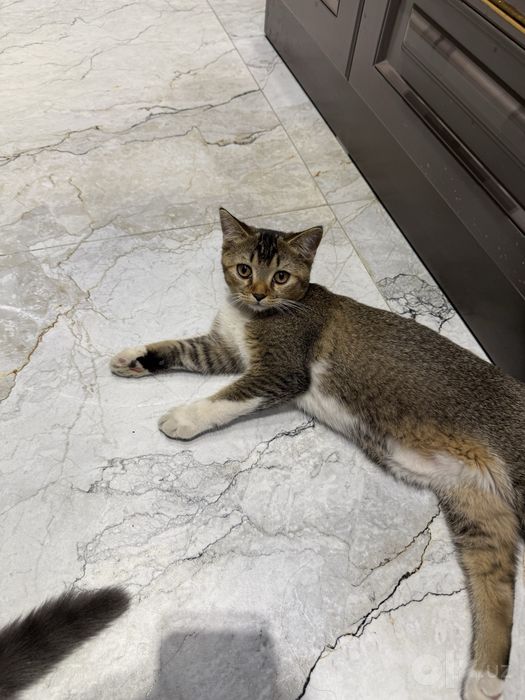Кошка Породистая
