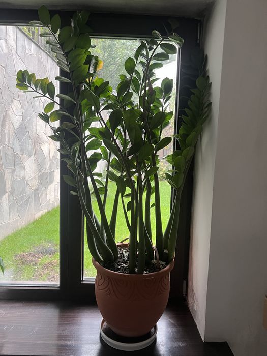 Замиокулькас 150см