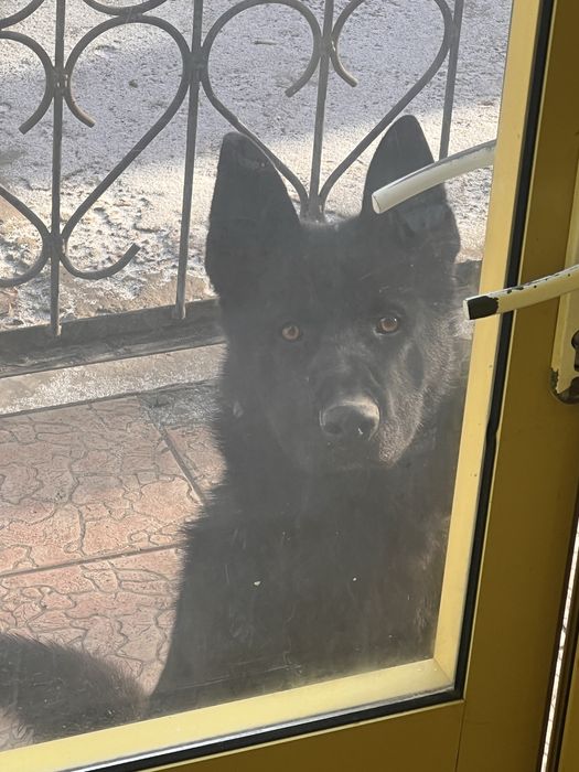 Продам немецкую овчарку