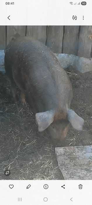 Продам свинку шесть месяцев,порода Дюрок