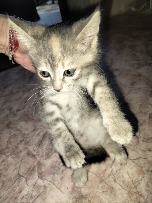 Отдам котенка в добрые руки