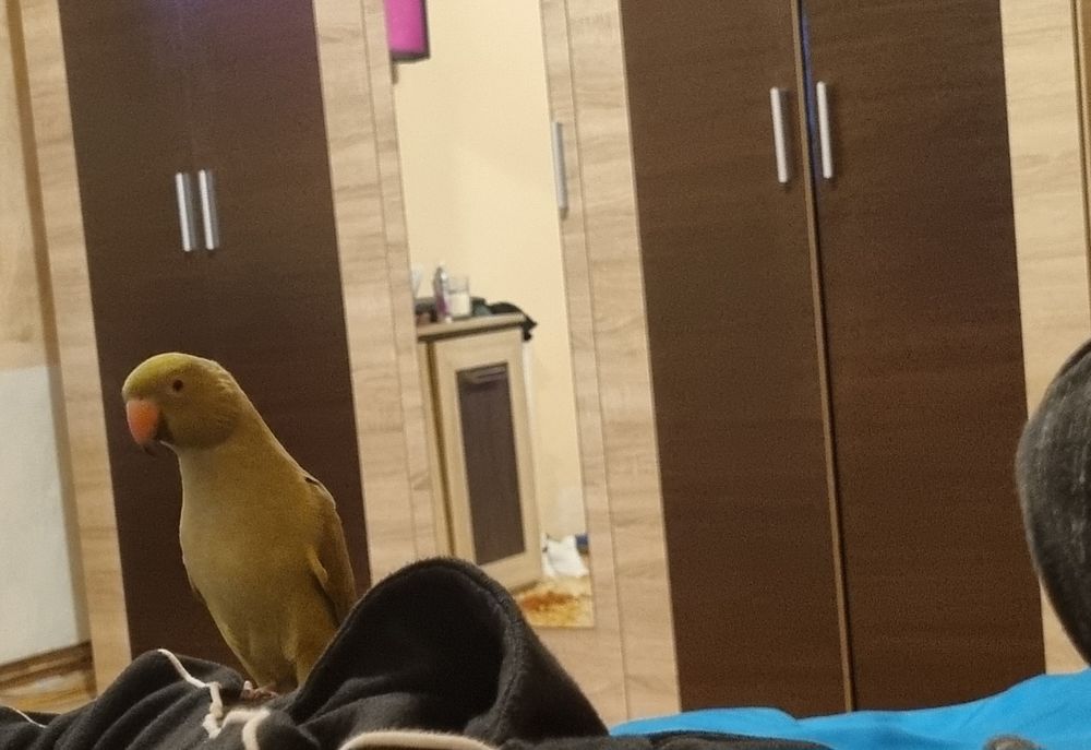 Micul Alexandru de vânzare