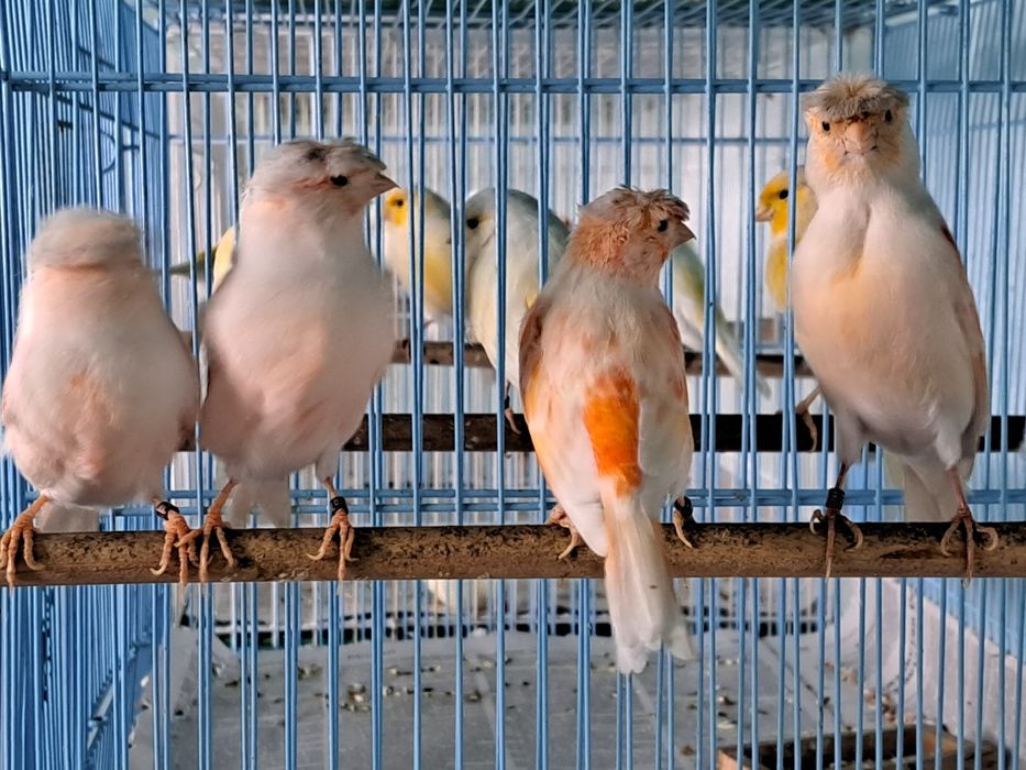 Канарейки цветные.