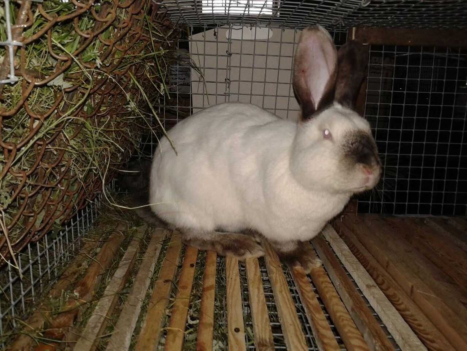 Другое животное кролики