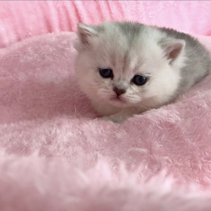 Золотая и серебрянная шиншила Скидка!!!