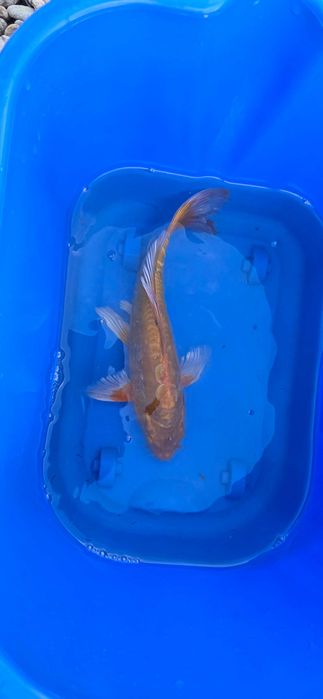 Crap koi butterfly  aclimatizati crescuti in balta naturala