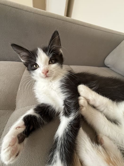 Котята в добрые руки.