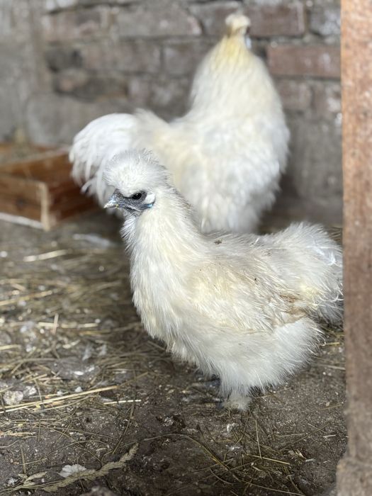 Pereche Matase japoneza