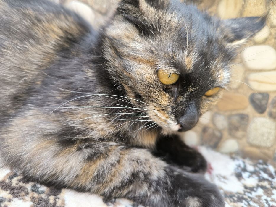 Котенок в добрые руки