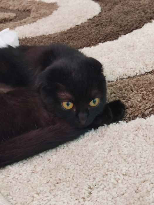 потерялась кошечка!!!