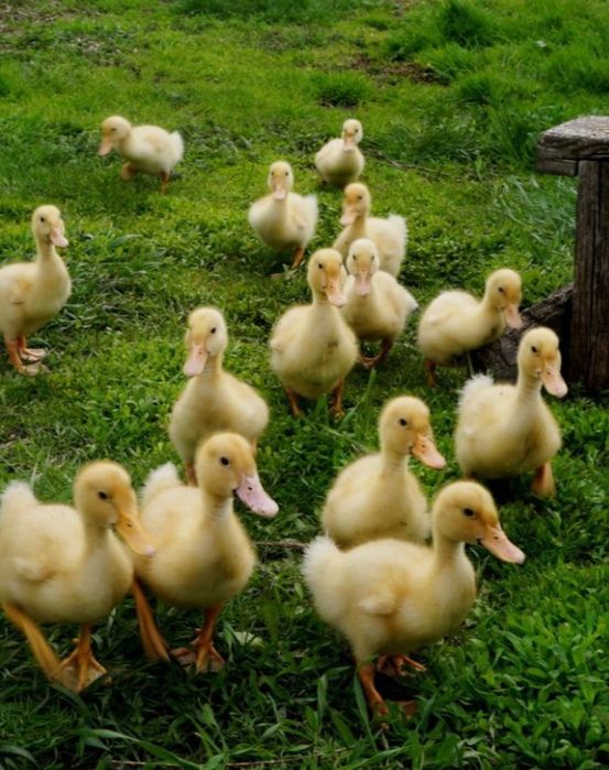 Қаз, үйрек балапандары сатылады