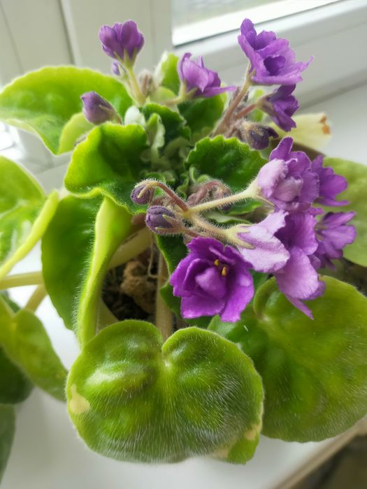 Продам домашние фиалки