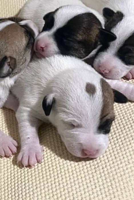 Щенята Джек Рассел терьера