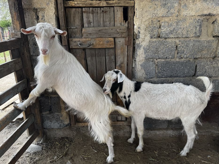 Ешкі сатыдады 1 жас